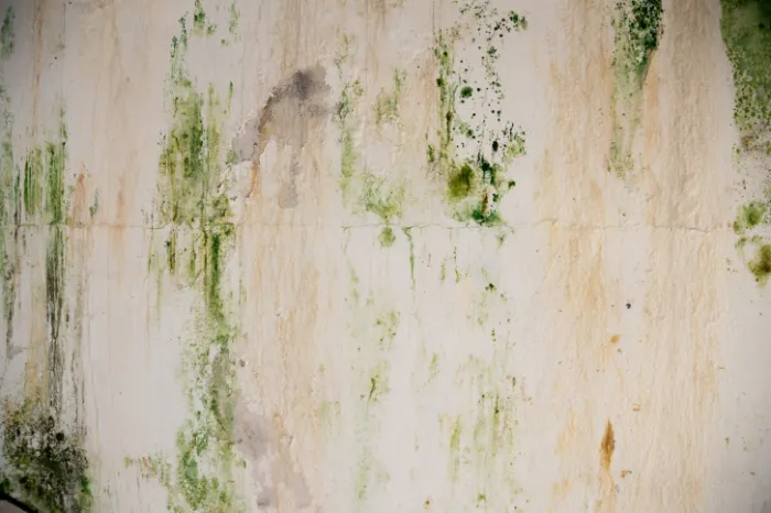 The Role of Mold Removal in Safe Asbestos Abatement Philadelphia, PA