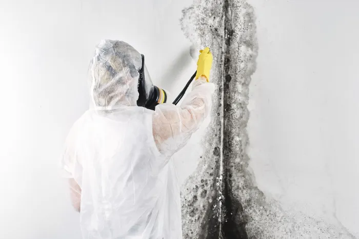 Trusted Mold Removal in Philadelphia, PA